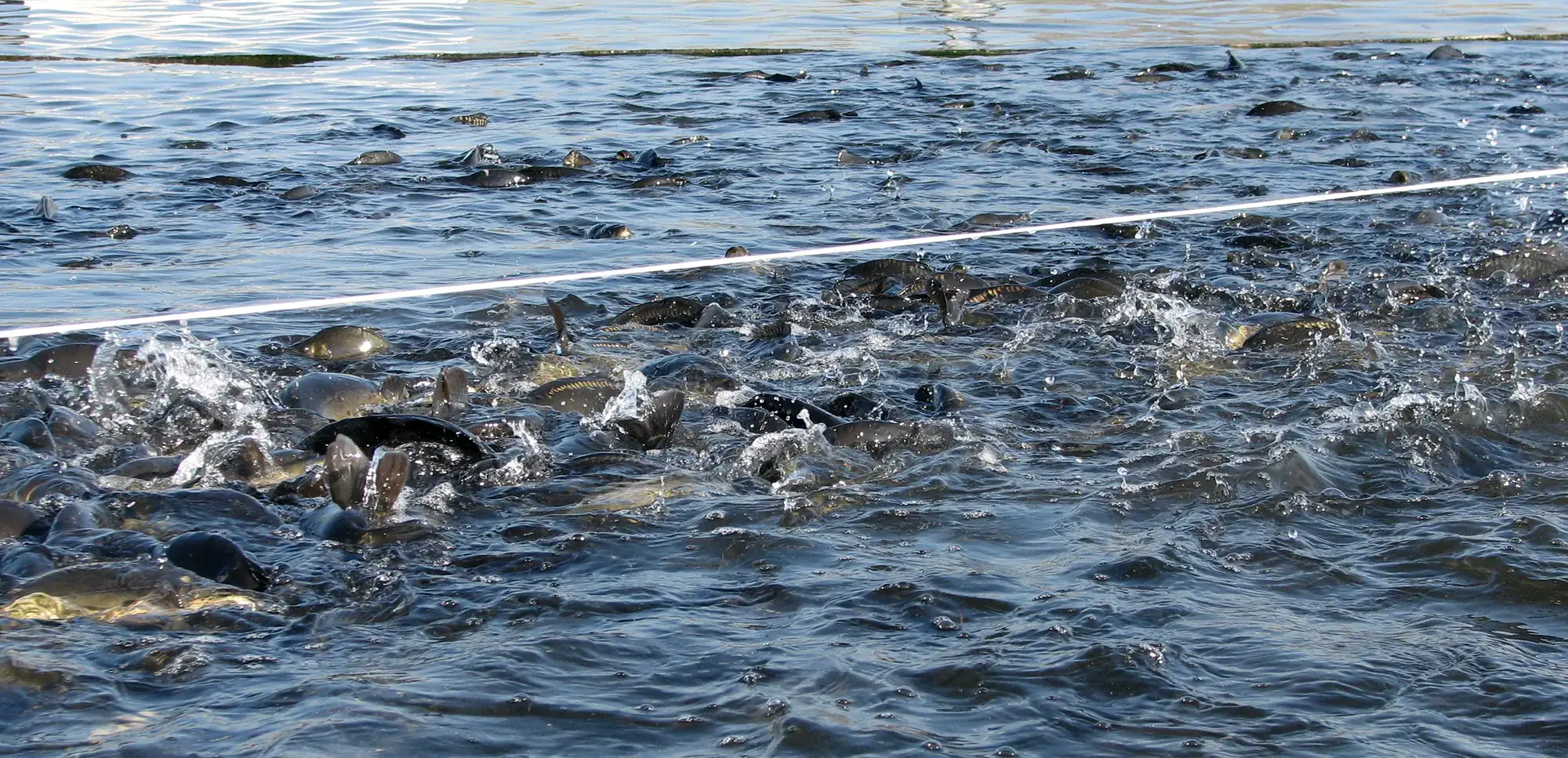 Fische im Wasser im Fischzuchtbecken