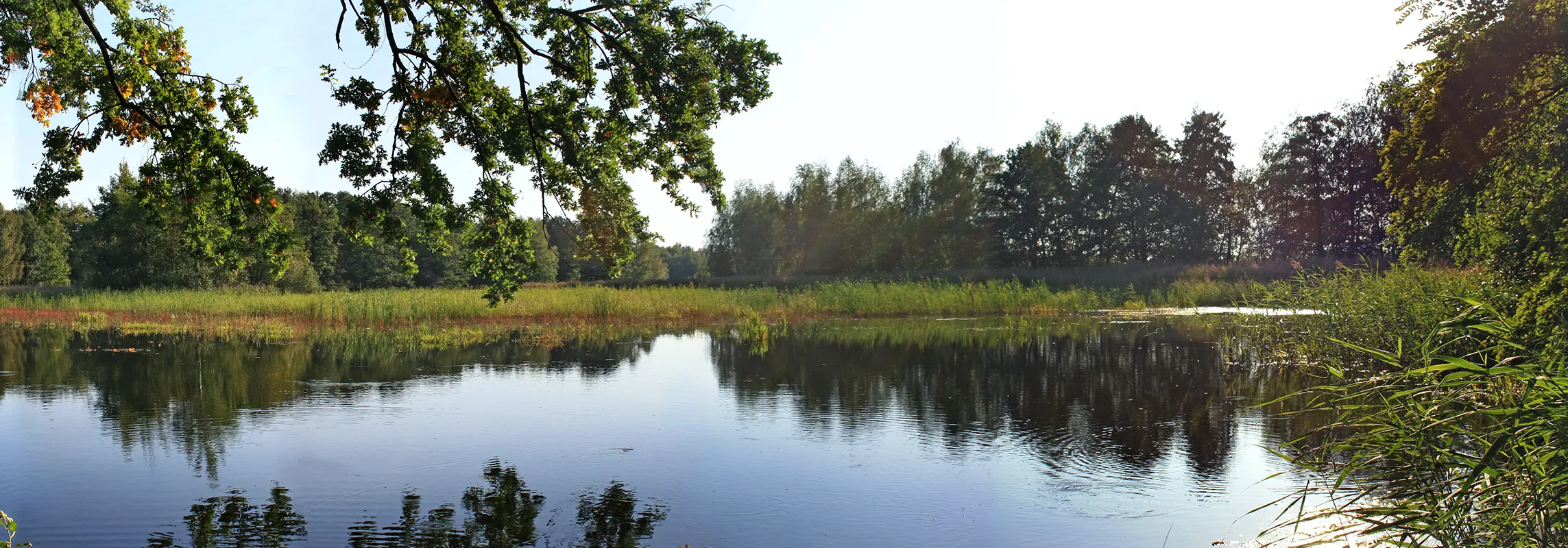 Naturteich mit Schilf und Bäumen