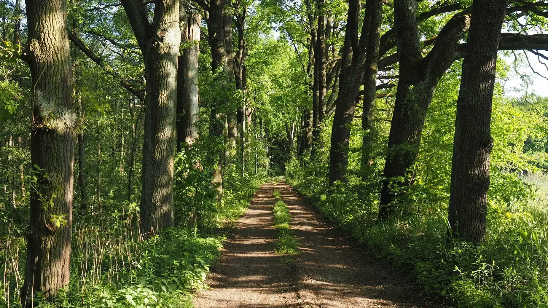 Mit Bäumen gesäumter Waldweg