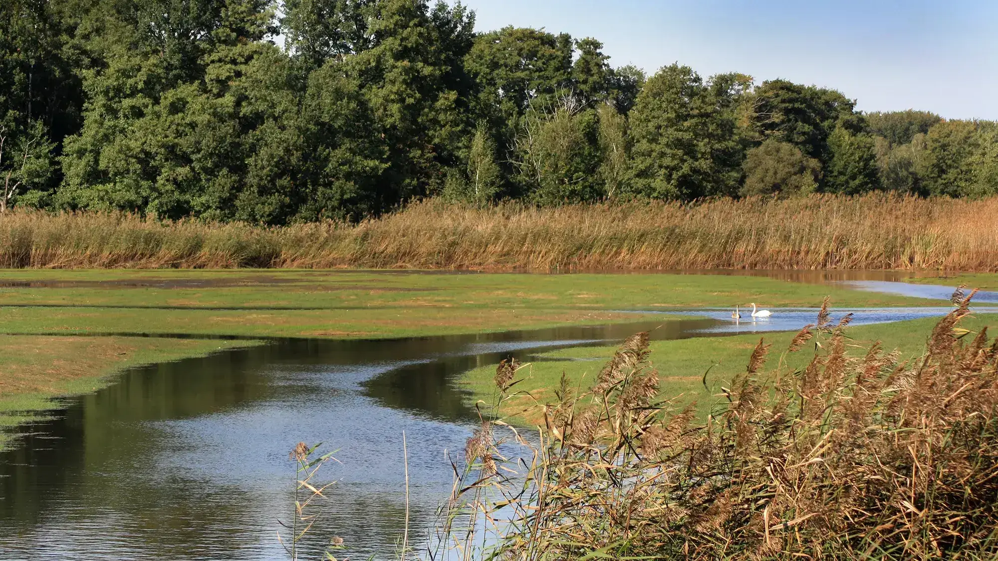 Teich in der Natur