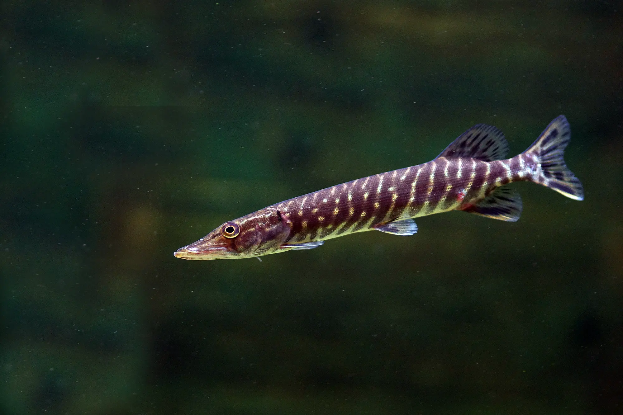 Unterwasserfoto eines Fisches