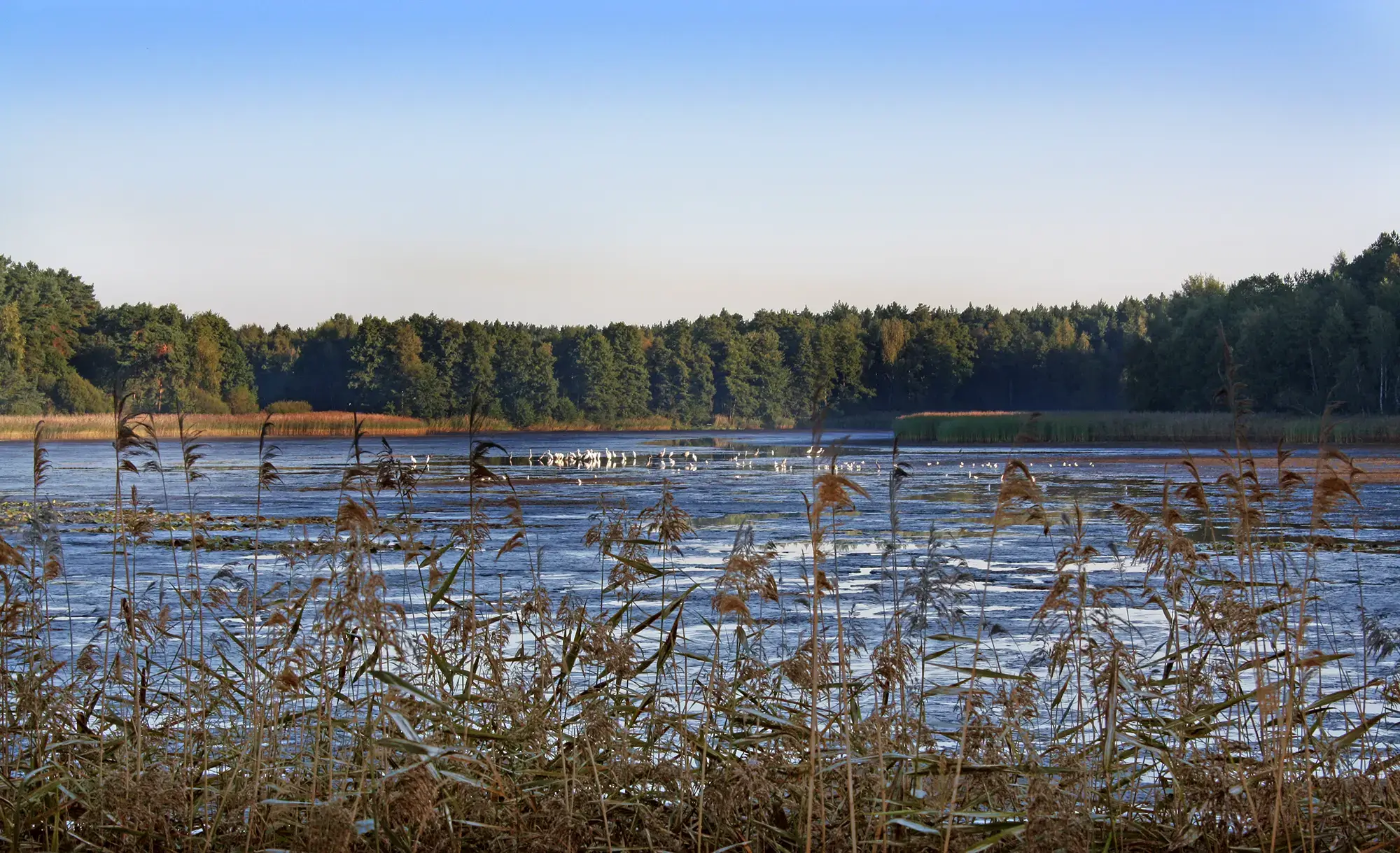 Teich mit Vögeln