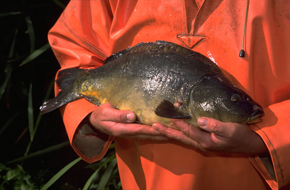 'Angler' präsentiert einen gefangenen Karpfen