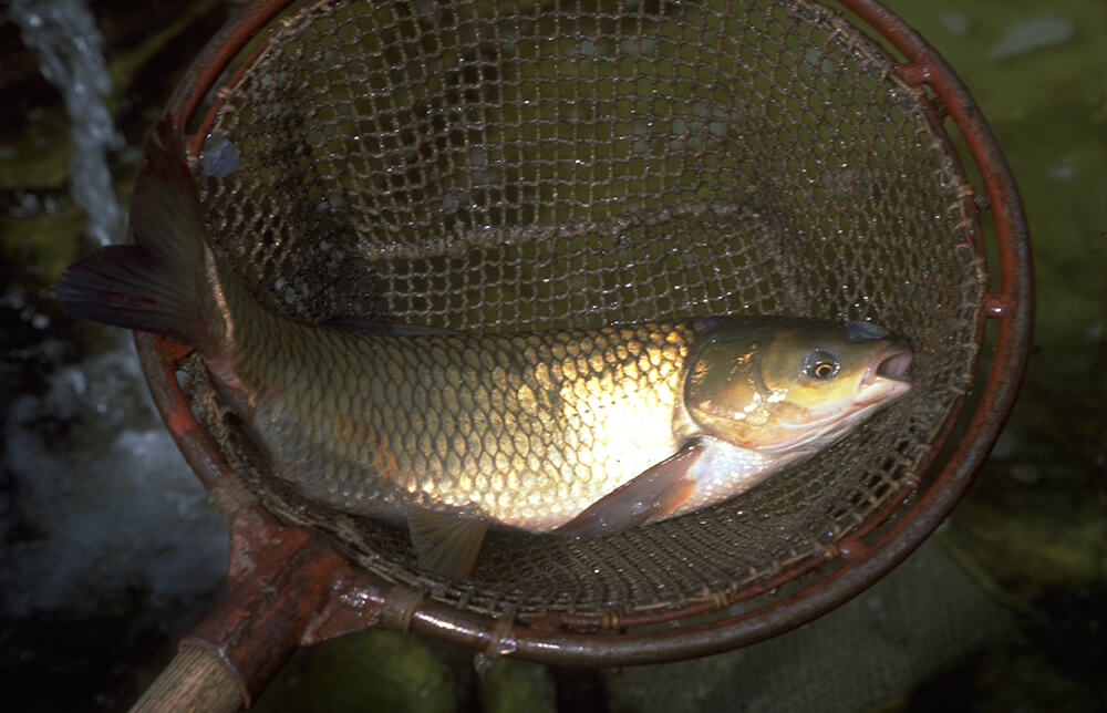 Fisch in einem Käscher