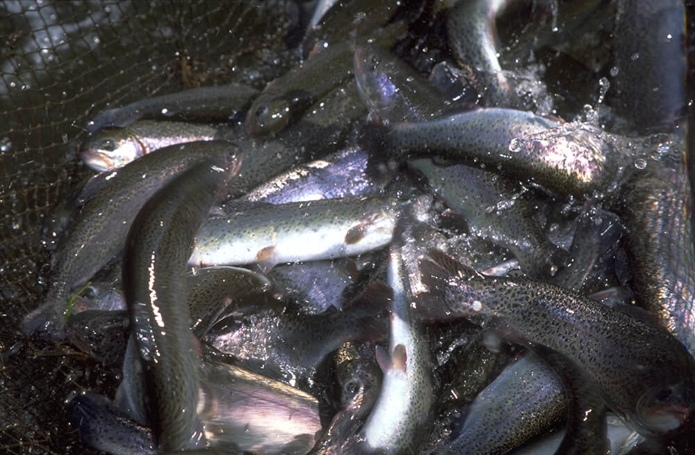 Fische im Netz