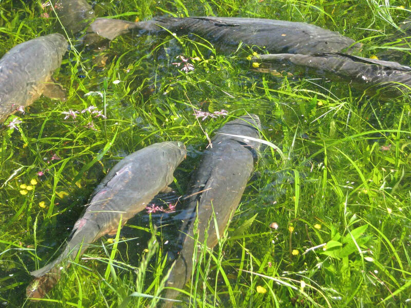 Karpfen schwimmen zwischen Gras