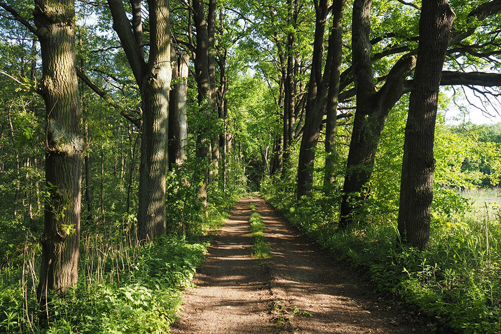 mit Bäumen gesäumter Waldweg