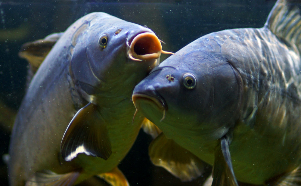 Karpfen unter Wasser
